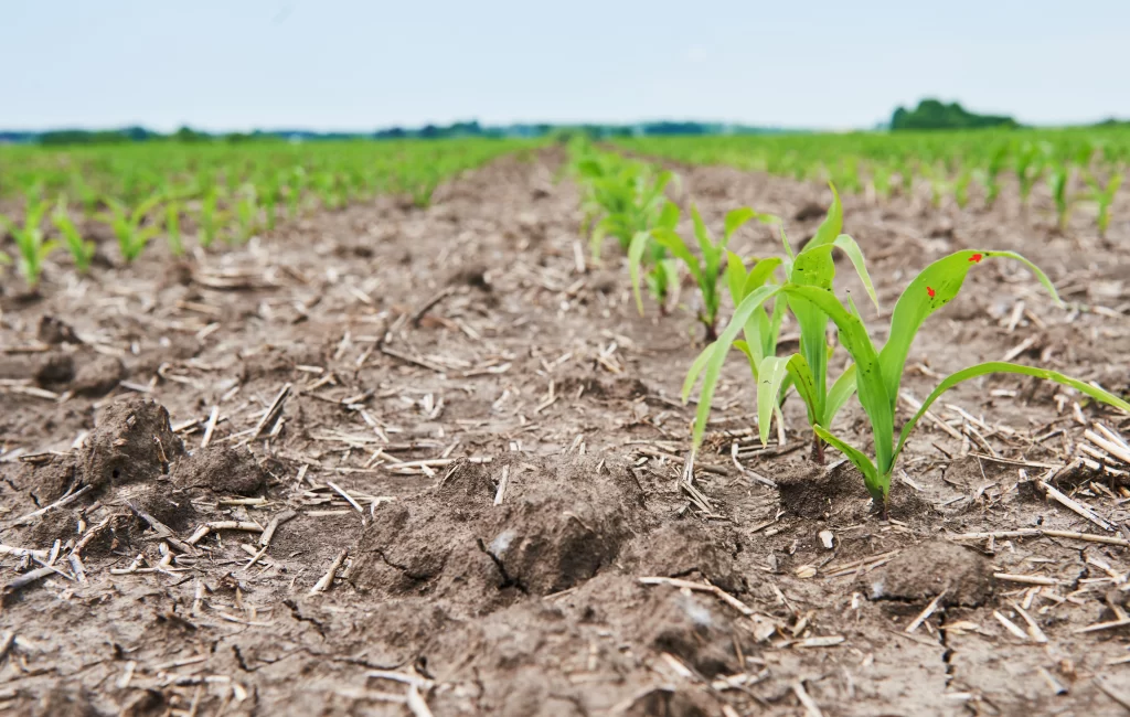 El Niño insurance and drought risk in the Philippines